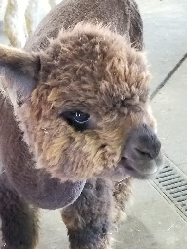 Livestock Breeder «Alpacas at Marquam Hill Ranch», reviews and photos, 35835 OR-213, Molalla, OR 97038, USA