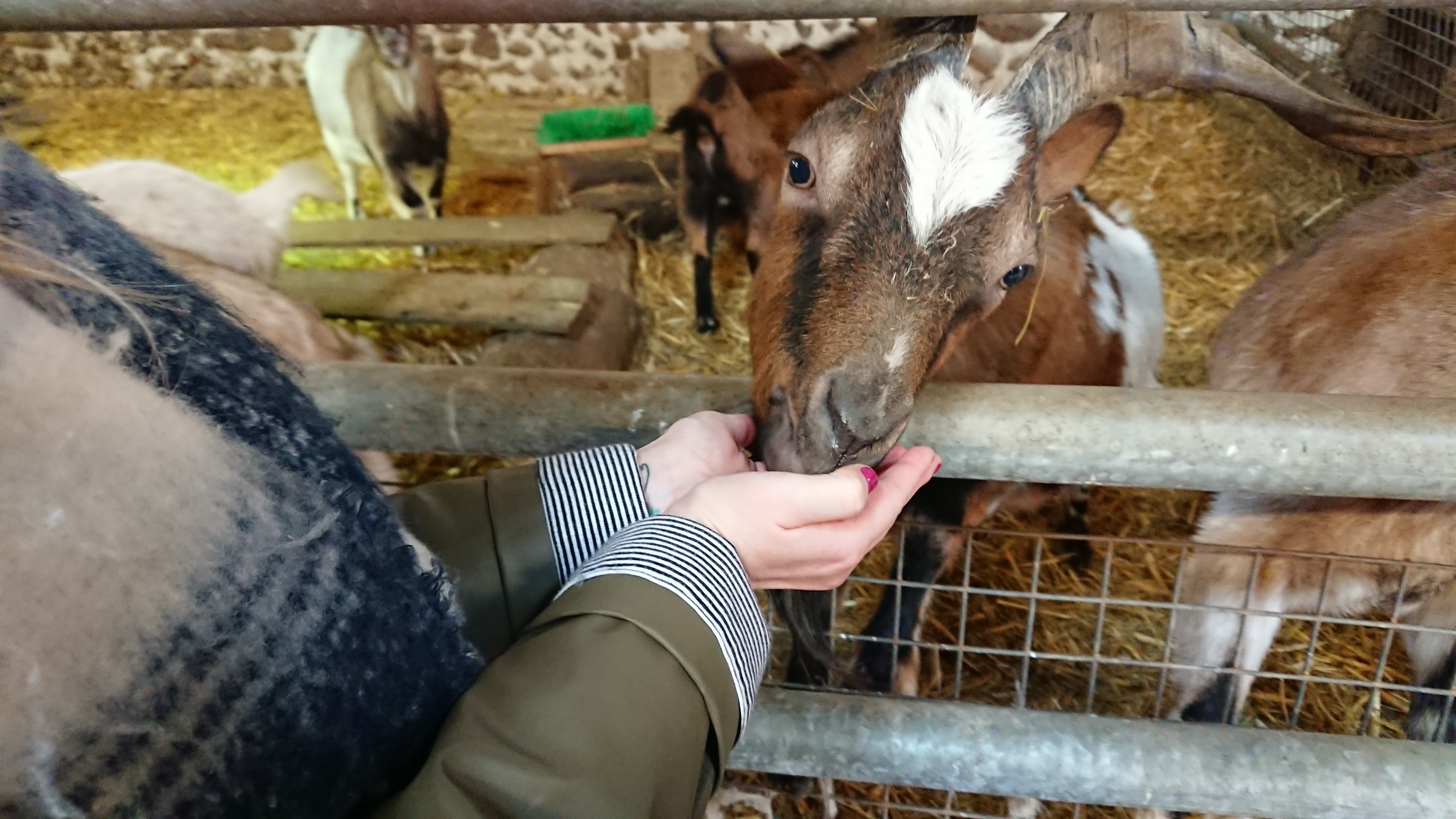 Photo n° 3 de l'avis de chinchilette. fait le 21/04/2019 à 12:29