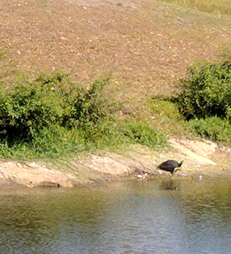 Golf Club «Oaks National Golf Club», reviews and photos, 1500 The Oaks Blvd, Kissimmee, FL 34746, USA