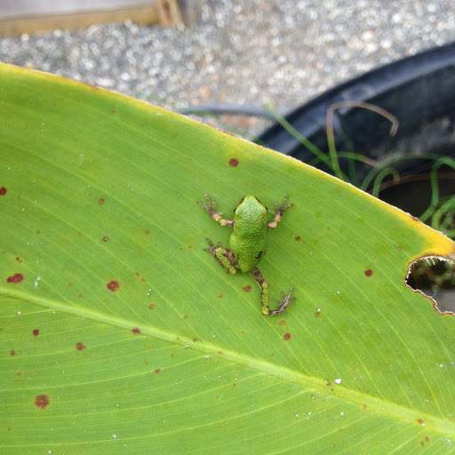 Gift Shop «Pondering Creations Farm», reviews and photos, 101 Allen St, Terryville, CT 06786, USA