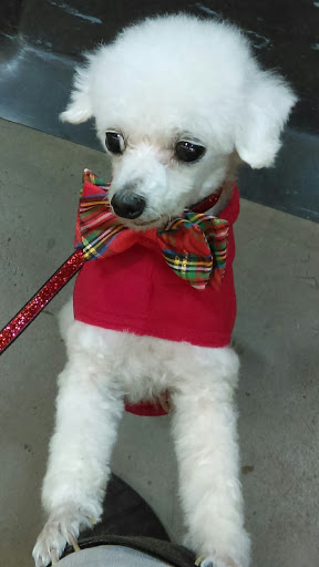 Pet Store «Bow Wow Meow», reviews and photos, 2150 Polk St, San Francisco, CA 94109, USA