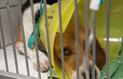 Clinique Vétérinaire du Centre - médecine & chirurgie canine, féline et NAC. à Pontarlier