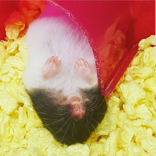 Pet Supply Store «PetSmart», reviews and photos, 3081 S 5600 W, Salt Lake City, UT 84120, USA