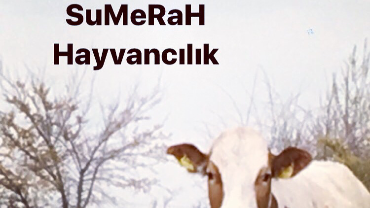 Sumerah Hayvanclk