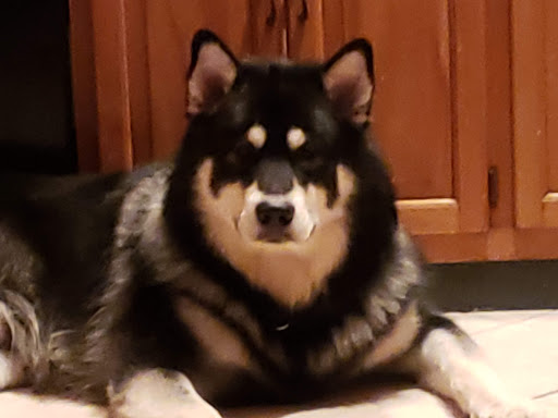 Pet Supply Store «Pet Supplies Plus», reviews and photos, 1170 Northern Blvd, Manhasset, NY 11030, USA