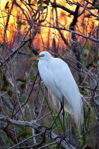 Tourist Attraction «Shark Valley Tram Tours», reviews and photos, 36000 SW 8th St, Miami, FL 33194, USA