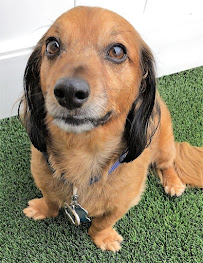 Camp Bow Wow - Photo 7 - Car repair in Liberty, MO, Independence