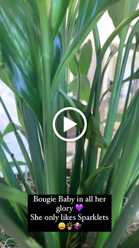 Beauty Salon «Blush Salon Goodyear», reviews and photos, 2403 N Pebble Creek Pkwy, Goodyear, AZ 85395, USA