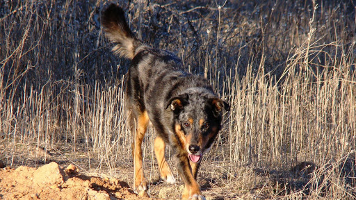 Clínica Veterinaria Meco en Meco