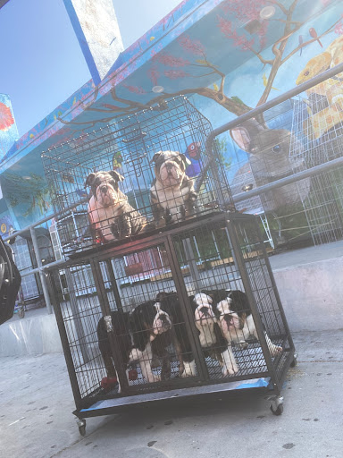 Pet Store «El Granero Pet Shop», reviews and photos, 15700 Atlantic Ave, Compton, CA 90221, USA