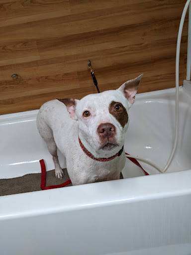 Pet Store «Precious Pets III», reviews and photos, 1091 US-130, Burlington, NJ 08016, USA