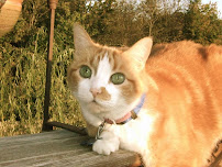 Lucky Dog Pet Sitting - Photo 2 - Car repair in , Knoxville