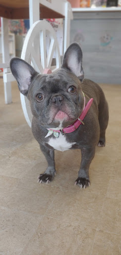 Pet Groomer «Furry Tails Pet Grooming», reviews and photos, 865 Cypress Pkwy, Poinciana, FL 34759, USA