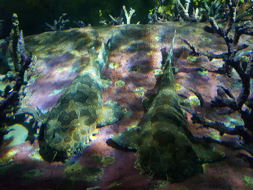 Aquarium «Shark Encounter», reviews and photos, 7007 Sea World Dr, Orlando, FL 32821, USA
