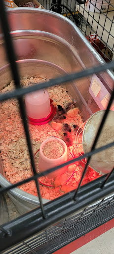 Home Improvement Store «Tractor Supply Co.», reviews and photos, 2375 Pleasant St, Noblesville, IN 46060, USA