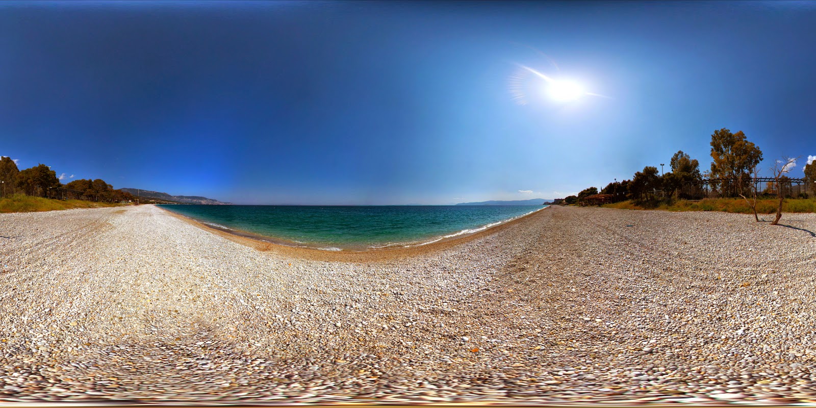 Pine trees beach photo #9