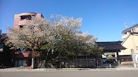 松月寺のサクラ