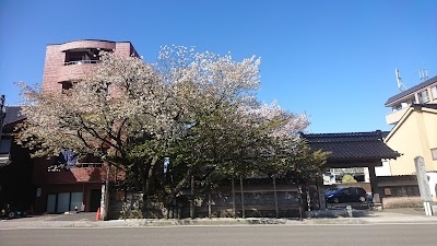 松月寺のサクラ