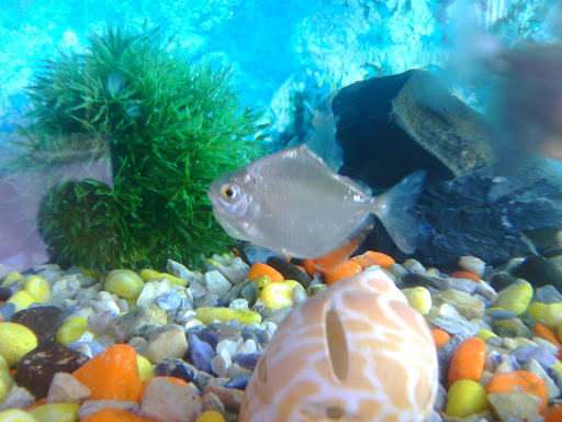 Pet Supply Store «Petco Animal Supplies», reviews and photos, 517 N 3rd Pl, Manhattan, KS 66502, USA