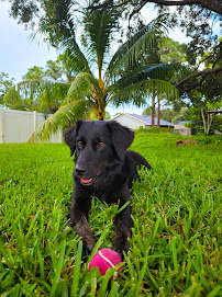 Alpha Care Pet Services - Photo 1 - Car repair in , Port St. Lucie