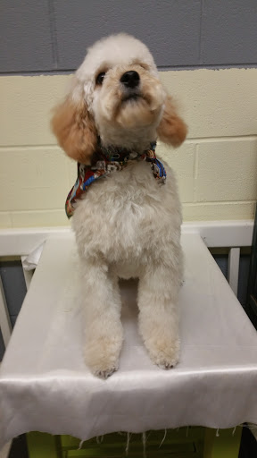 Pet Groomer «Ufuri Pet Salon», reviews and photos, 235 Huron Ave, Port Huron, MI 48060, USA