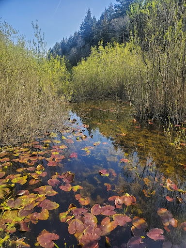 Nature Preserve «Tacoma Nature Center», reviews and photos, 1919 S Tyler St, Tacoma, WA 98405, USA