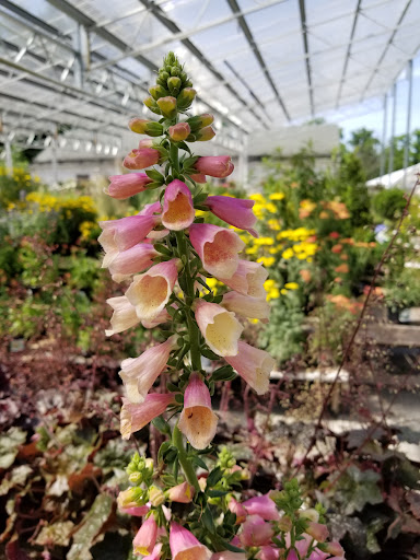 Garden Center «H J Benken Florist & Garden», reviews and photos, 6000 Plainfield Rd, Cincinnati, OH 45213, USA