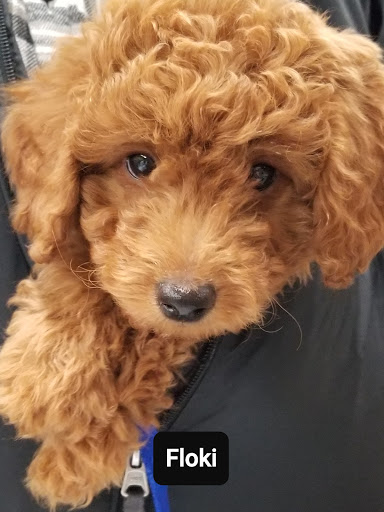 Pet Supply Store «Animal Krackers Inc», reviews and photos, 232 Main St, Gloucester, MA 01930, USA