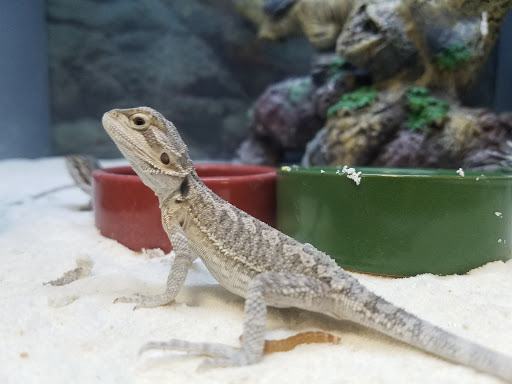 Pet Supply Store «Petco Animal Supplies», reviews and photos, 1401 E Spring Valley Rd, Richardson, TX 75081, USA