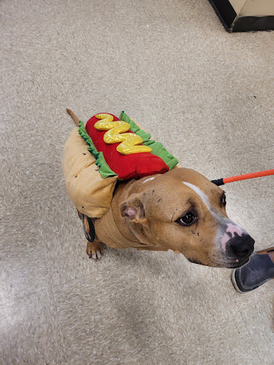 Pet Supply Store «PetSmart», reviews and photos, 60 NJ-17, Paramus, NJ 07652, USA