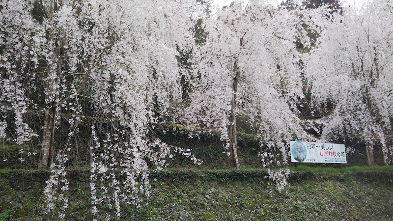 神山鮎喰線・日本一美しいしだれ桜の町