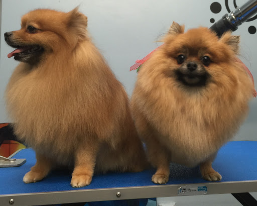 Pet Store «Doggy Dog World Inc», reviews and photos, 2552 Coney Island Ave, Brooklyn, NY 11223, USA