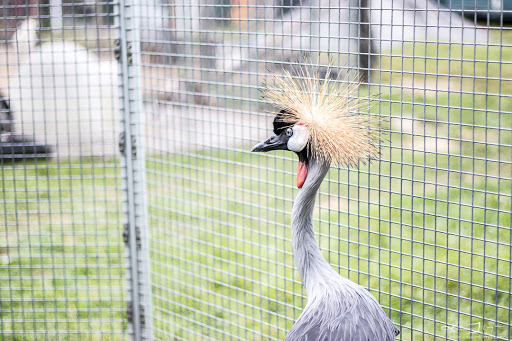 Animal Shelter «Animal Adventures Family Zoo & Rescue Center», reviews and photos, 336 Sugar Rd, Bolton, MA 01740, USA