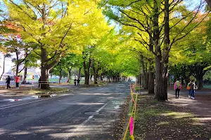 Hokkaido University Ginkgo Avenue image