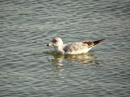 Memorial Park «Martin Luther King, Jr. Memorial», reviews and photos, 1964 Independence Ave SW, Washington, DC 20024, USA