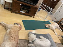 Kali’s Cottage Pet Boarding - Photo 2 - Car repair in Bristol, RI, Providence