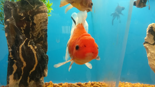 Pet Supply Store «PetSmart», reviews and photos, 1386 Atwood Ave, Johnston, RI 02919, USA