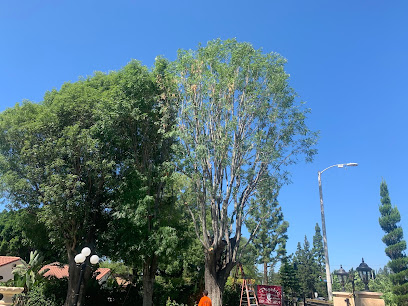 Father & Son Tree Service