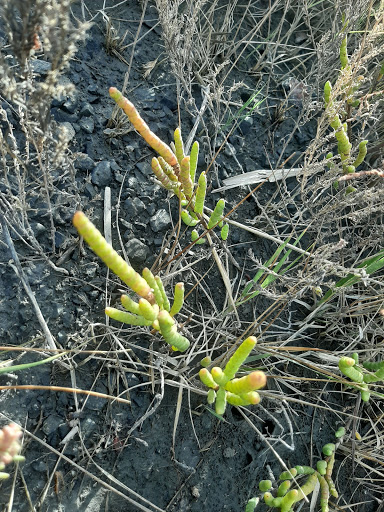 Nature Preserve «DuPont Nature Center», reviews and photos, 2992 Lighthouse Rd, Milford, DE 19963, USA
