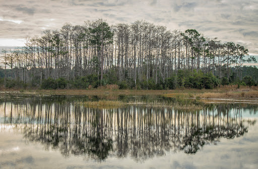 Nature Preserve «Cypress Creek Natural Area», reviews and photos, 10035 W Indiantown Rd, Jupiter, FL 33478, USA