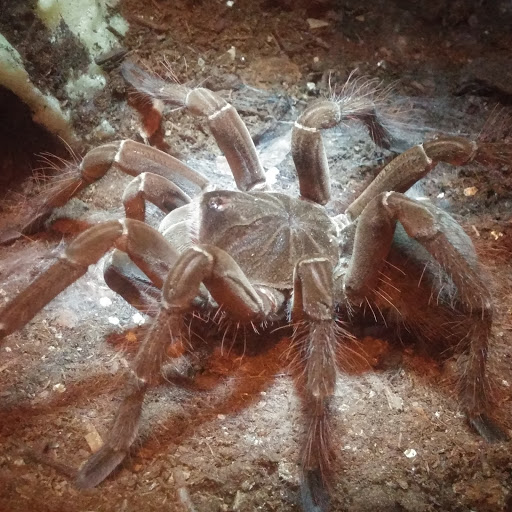 Pet Store «Animal Island Pet Shop», reviews and photos, 14411 S Cicero Ave, Midlothian, IL 60445, USA