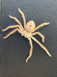 Urban Desert Pest Control - Photo 7 - Car repair in Phoenix, AZ, Phoenix