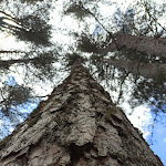 Photo n°4 de l'avis de Francesco.i fait le 09/08/2020 à 11:53 sur le  Silavventura Parco Avventura à Lorica