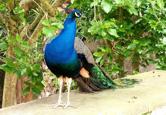 Comentários e avaliações sobre o Jardim Botânico d'Ajuda