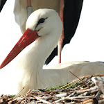 Photo n° 1 de l'avis de Marc.e fait le 26/04/2022 à 08:12 pour Parc à cigognes à Eguisheim