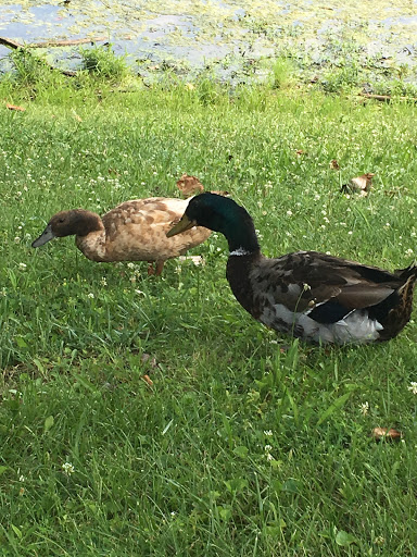 Park «Craig Park», reviews and photos, 2013 W County Rd 950 N, Brazil, IN 47834, USA