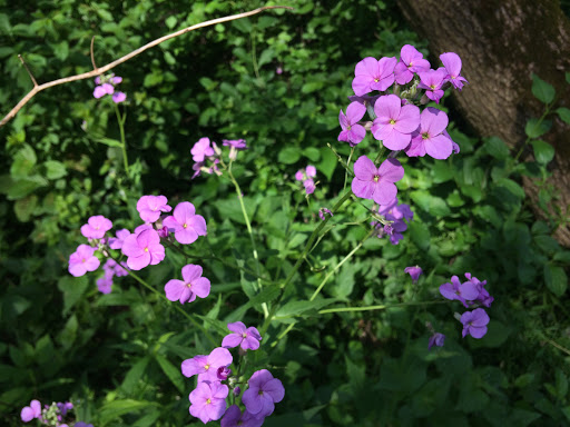 State Park «Brezina Woods», reviews and photos, N La Grange Rd, La Grange Park, IL 60526, USA