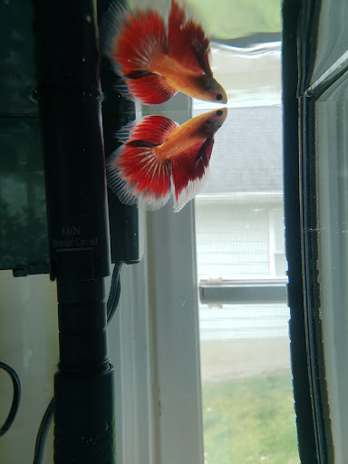 Tropical Fish Store «Classic City Aquariums», reviews and photos, 1260 Mars Hill Rd, Watkinsville, GA 30677, USA