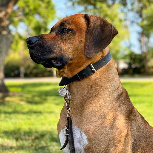Silver Bluff Animal Clinic