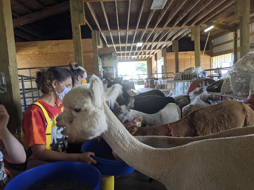 Livestock Breeder «Alpacas at Marquam Hill Ranch», reviews and photos, 35835 OR-213, Molalla, OR 97038, USA